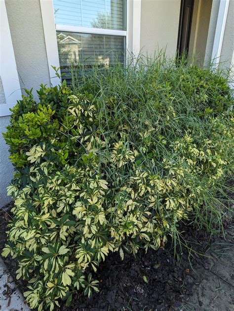 How To Get Rid Of Grass In Shrubs