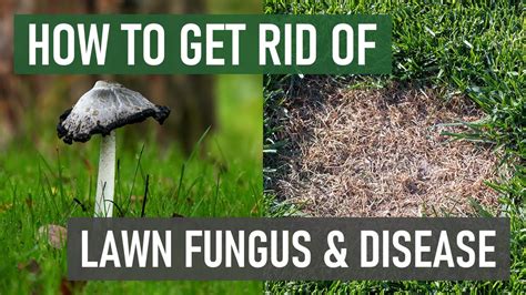 how to get rid of grass mold