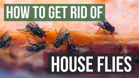 How To Get Rid Of House Flies In Bedroom