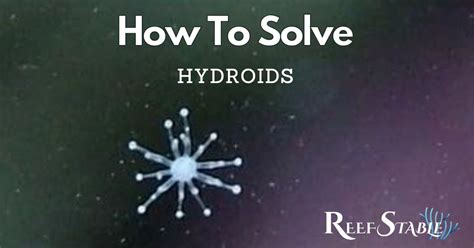 How To Get Rid Of Hydroids In Reef Tank