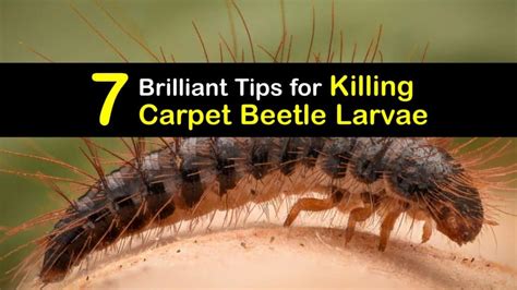 How To Get Rid Of Larvae In Carpet