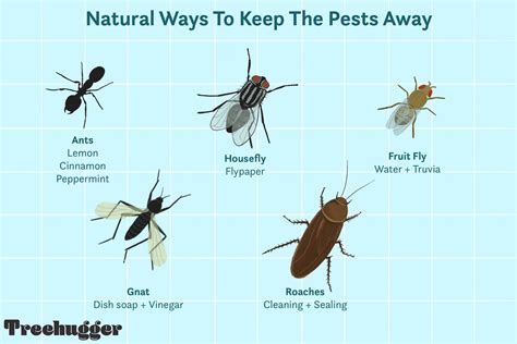 How To Get Rid Of Lightning Bugs In The House