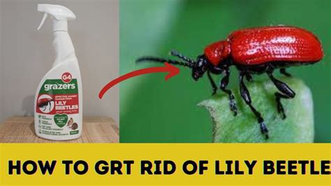 how to get rid of lily bugs