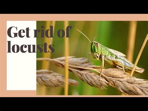 How To Get Rid Of Locusts In Home