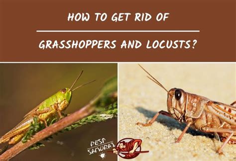 how to get rid of locusts in the garden