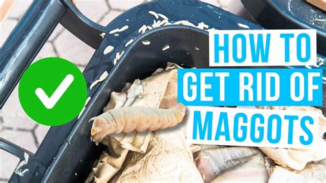 How To Get Rid Of Maggots From Garbage Bin
