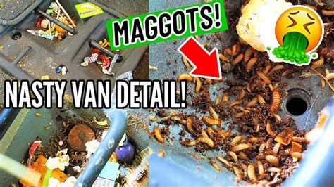 Here Are 6 Facts how to get rid of maggots in car Get Rid Fast Now