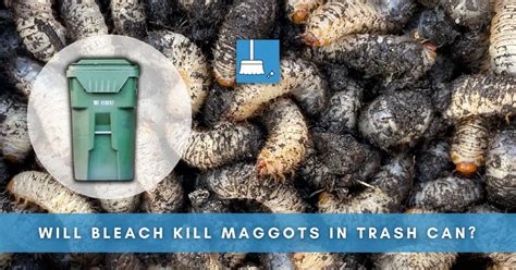 How To Get Rid Of Maggots In Trash Can Bleach