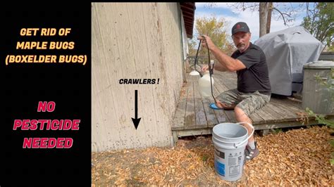 How To Get Rid Of Maple Tree Bugs