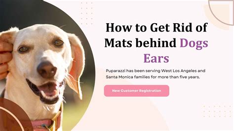 How To Get Rid Of Matts In Dogs