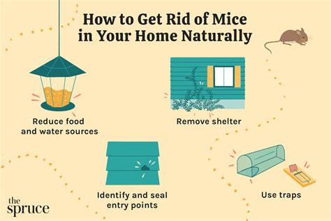 How To Get Rid Of Mice In Bedroom