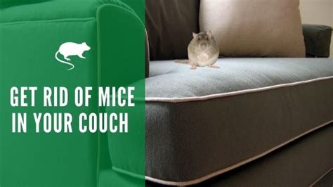 How To Get Rid Of Mice In The Couch