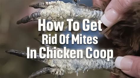 How To Get Rid Of Mite Infestation In Chicken Coop
