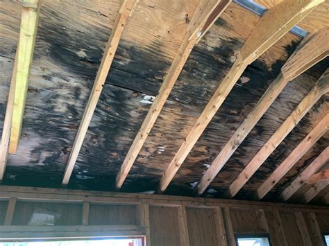 how to get rid of mold from roof leak
