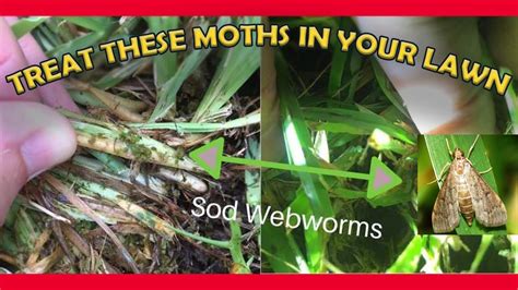 How To Get Rid Of Moth Larvae In Grass