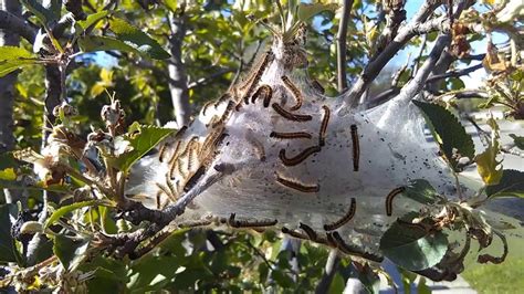 How To Get Rid Of Moth Nests In Trees
