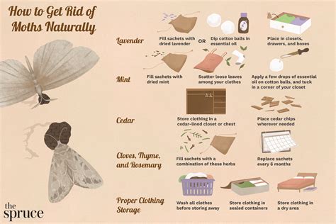 How To Get Rid Of Moths From Bedroom