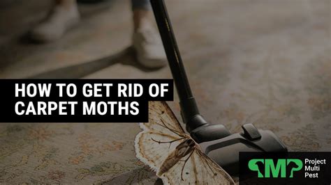 How To Get Rid Of Moths In Your Carpet