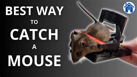 How To Get Rid Of Mouse In Trap