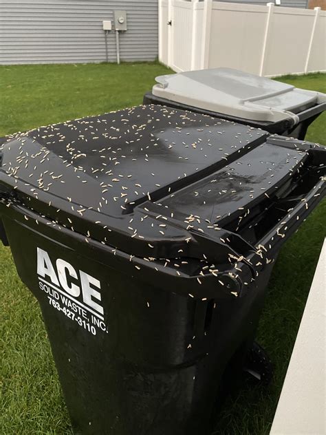 How To Get Rid Of My Garbage Can