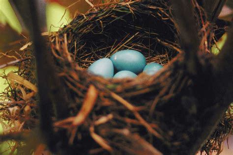 How To Get Rid Of Nesting Robins