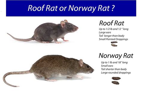 how to get rid of norwegian rats