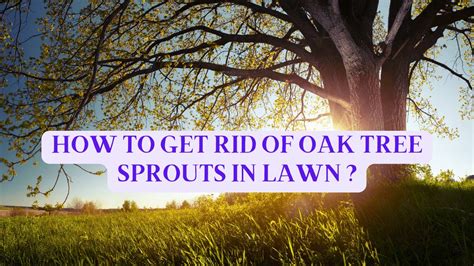 how to get rid of oak tree
