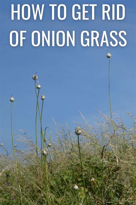 How To Get Rid Of Onion Grass In Yard