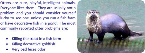 How To Get Rid of Otters In A Pond (Best Deterrents) Pond Informer