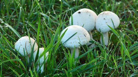 how to get rid of poisonous mushrooms