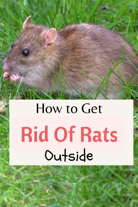 How To Get Rid Of Rat Problem