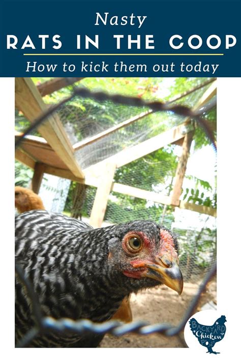 How To Get Rid Of Rats In A Chicken Run