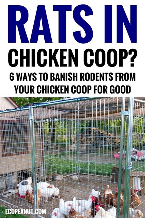 How To Get Rid Of Rats In Chicken Coop