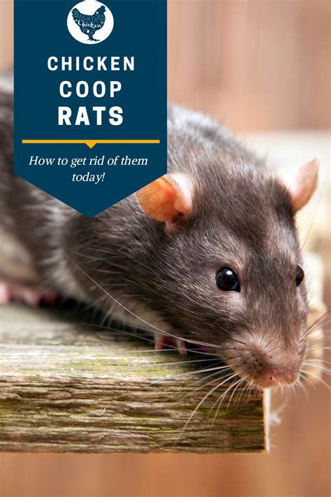 How To Get Rid Of Rats In Coop