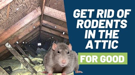 How To Get Rid Of Rats In Insulation
