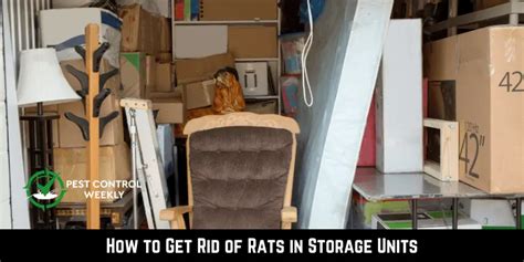 How To Get Rid Of Rats In Storage Units