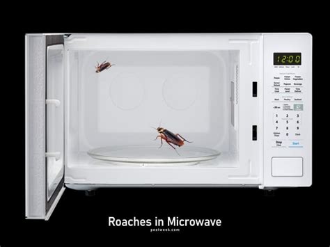How To Get Rid Of Roaches In A Microwave
