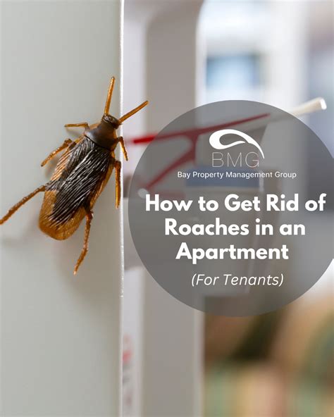 How To Get Rid Of Roaches In An Apt