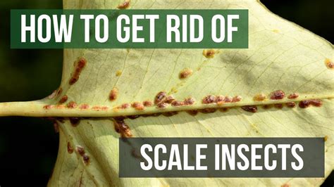 How To Get Rid Of Scale Bugs On Trees