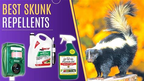 How To Get Rid Of Skunk In Chicken Coop
