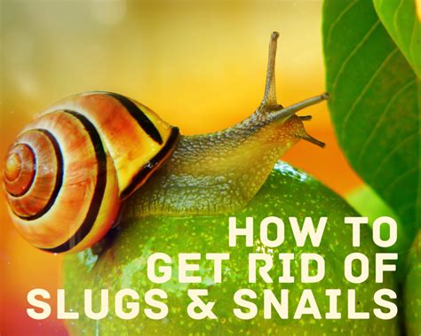 how to get rid of snails in garden