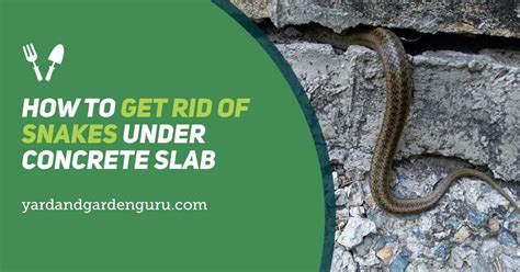 How To Get Rid Of Snakes In A Storage Building