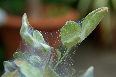 Spider Mites on a Cannabis Plant, How to Kill Them Percys Grow Room