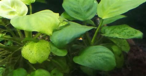 How To Get Rid Of Spider  Algae