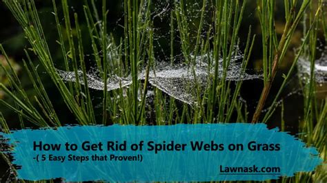 How To Get Rid Of Spider s In Yard