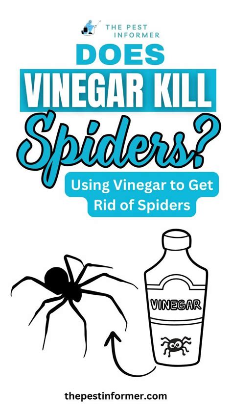6 Astounding Insights: Eliminate Spiders with Vinegar