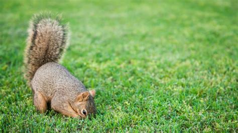 how to get rid of squirrels digging in the yard