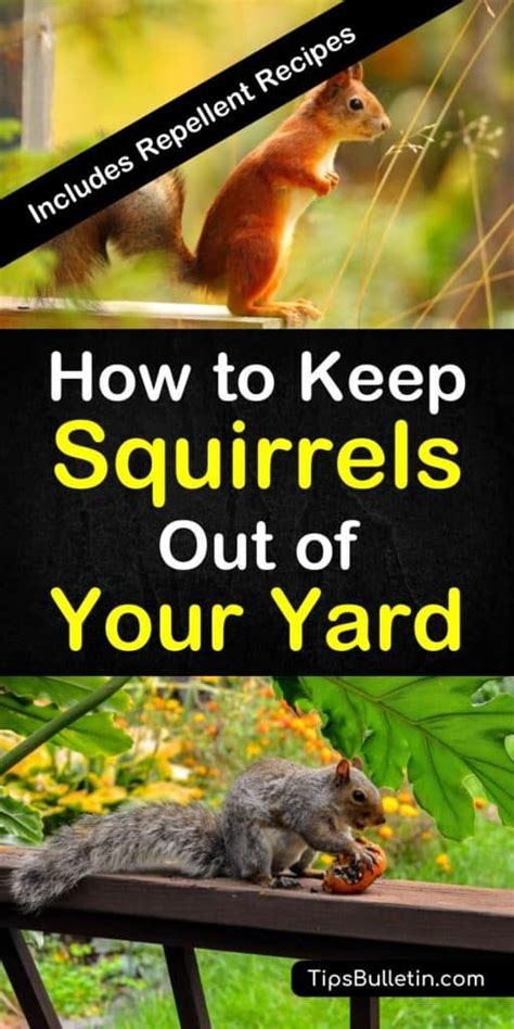 how to get rid of squirrels in the yard