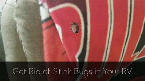 How To Get Rid Of Stink Bugs In An Rv