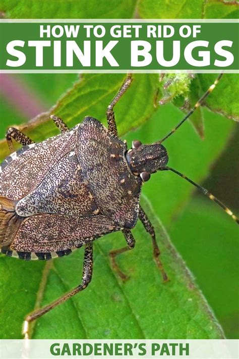 how to get rid of stink bugs in the yard